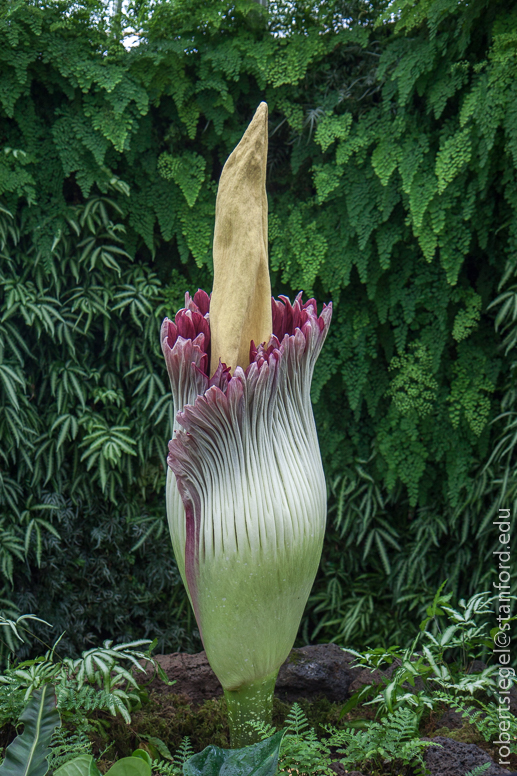 titan arum